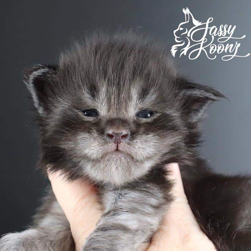 black sunshine ⋆ Sassy Koonz Maine Coon Cattery maine coon kittens
