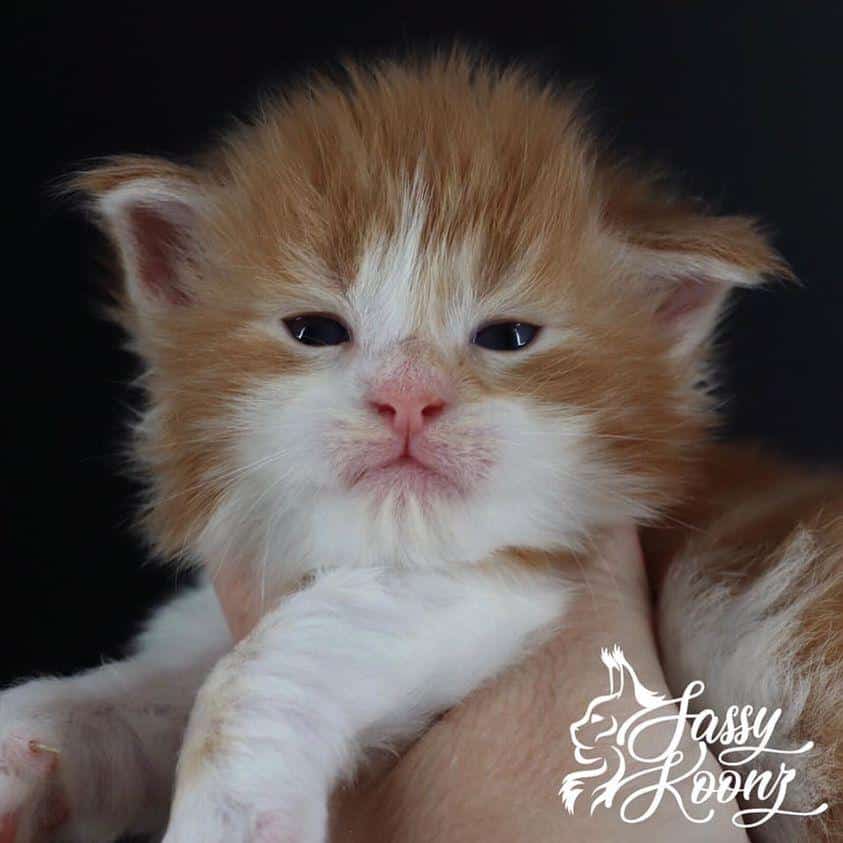 starface ⋆ Sassy Koonz Maine Coon Cattery maine coon kittens