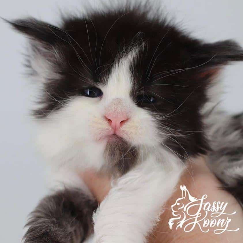 Zombie: 4 Weeks Old ⋆ Sassy Koonz Maine Coon Cattery maine coon kittens