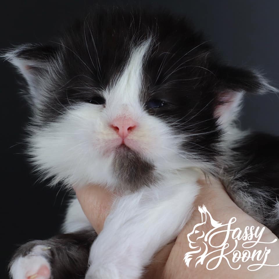 zombie ⋆ Sassy Koonz Maine Coon Cattery maine coon kittens