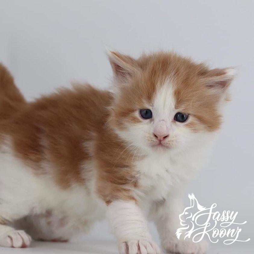 Soul Crusher: 4 Weeks Old ⋆ Sassy Koonz Maine Coon Cattery maine coon kittens