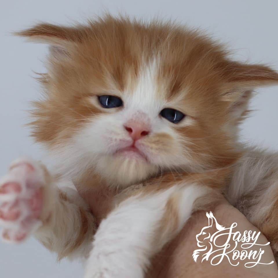 Voodoo: 4 Weeks Old ⋆ Sassy Koonz Maine Coon Cattery maine coon kittens