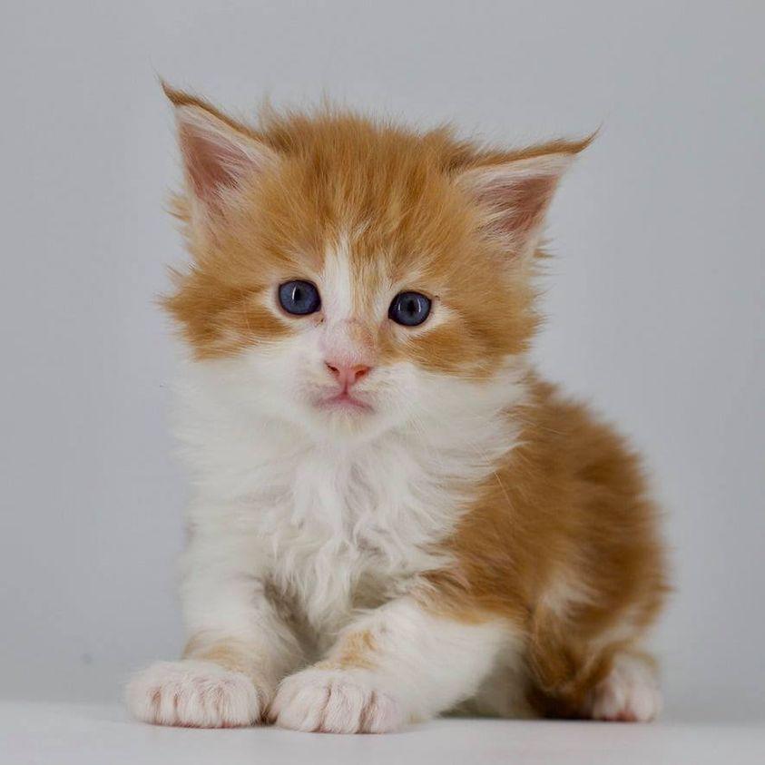 Starface: 4 Weeks Old ⋆ Sassy Koonz Maine Coon Cattery maine coon kittens