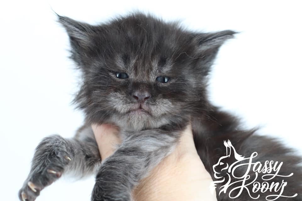 Black Sunshine: 4 Weeks Old ⋆ Sassy Koonz Maine Coon Cattery maine coon kittens