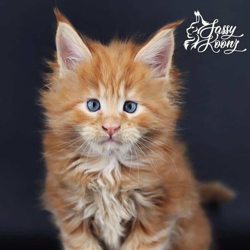 I Am Legend ⋆ Sassy Koonz Maine Coon Cattery maine coon kittens