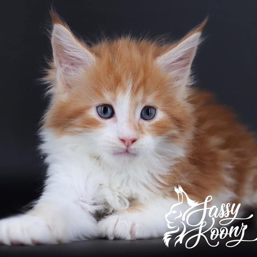 Starface ⋆ Sassy Koonz Maine Coon Cattery maine coon kittens