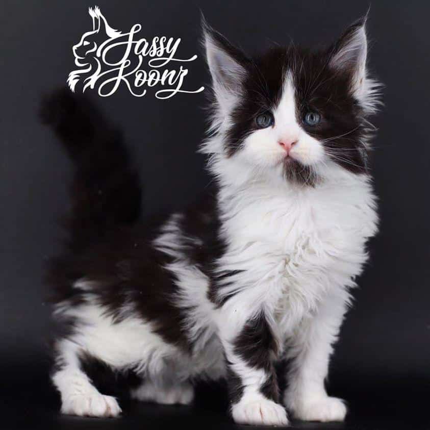 Zombie ⋆ Sassy Koonz Maine Coon Cattery maine coon kittens