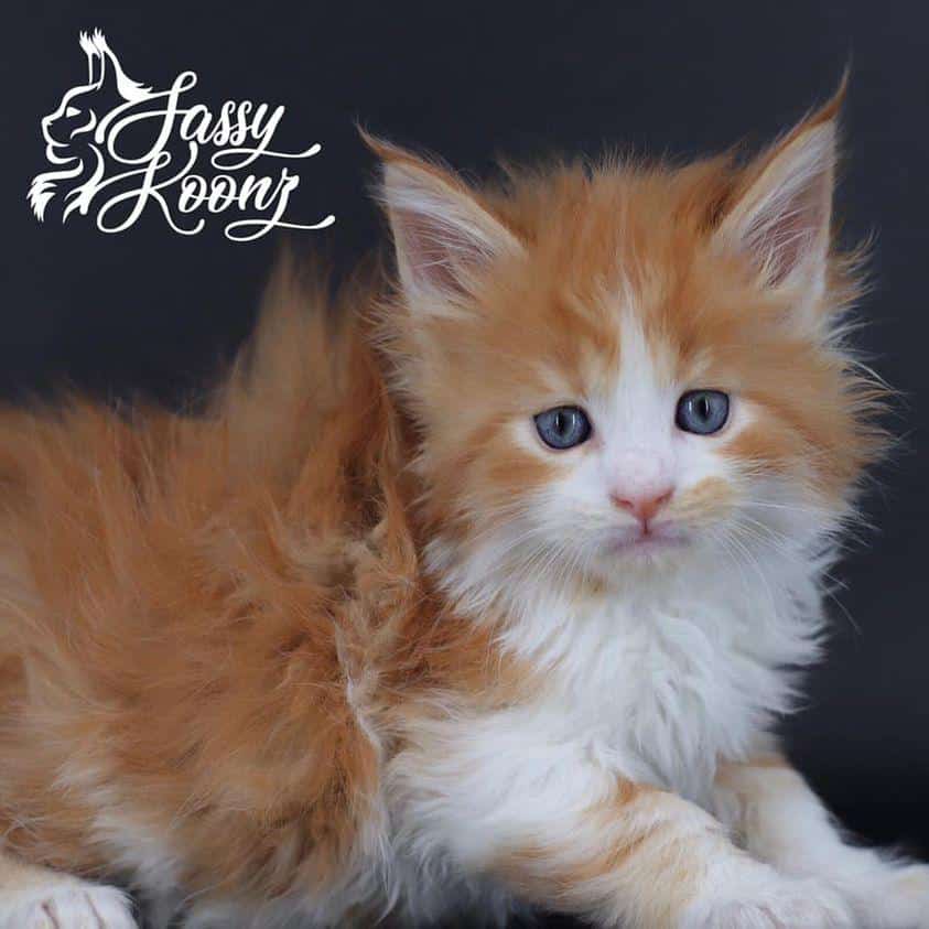Voodoo ⋆ Sassy Koonz Maine Coon Cattery maine coon kittens