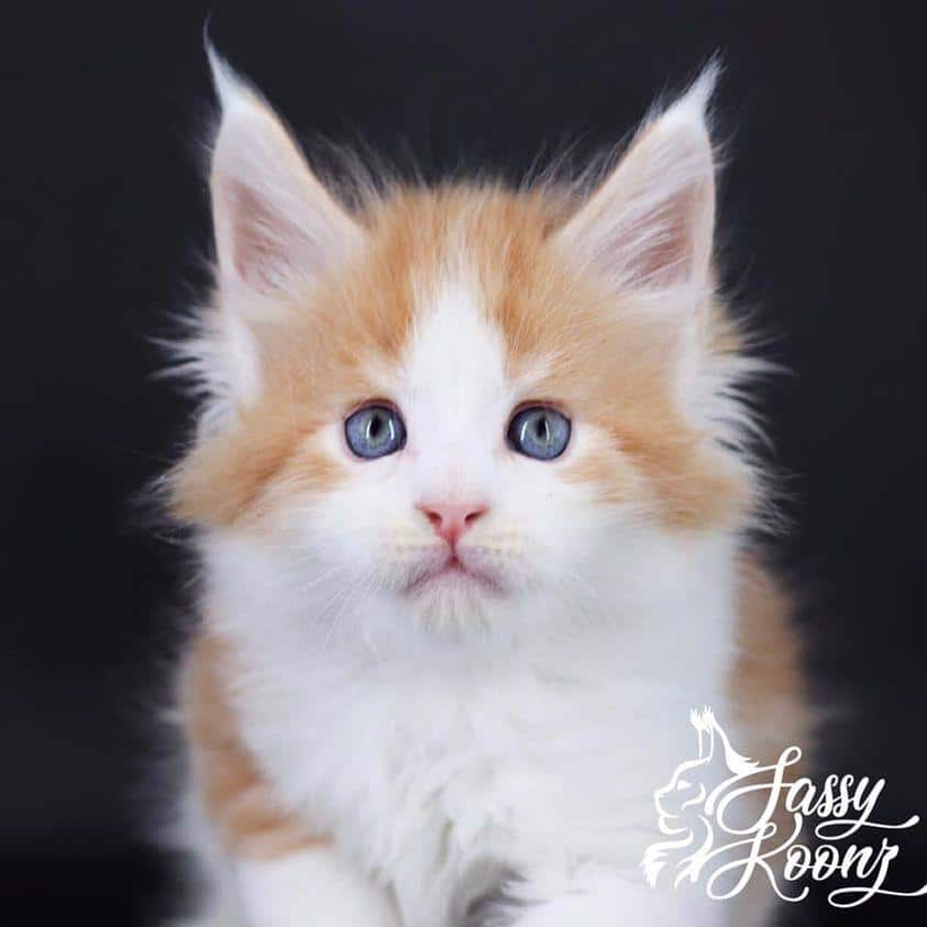 Soul Crusher ⋆ Sassy Koonz Maine Coon Cattery maine coon kittens