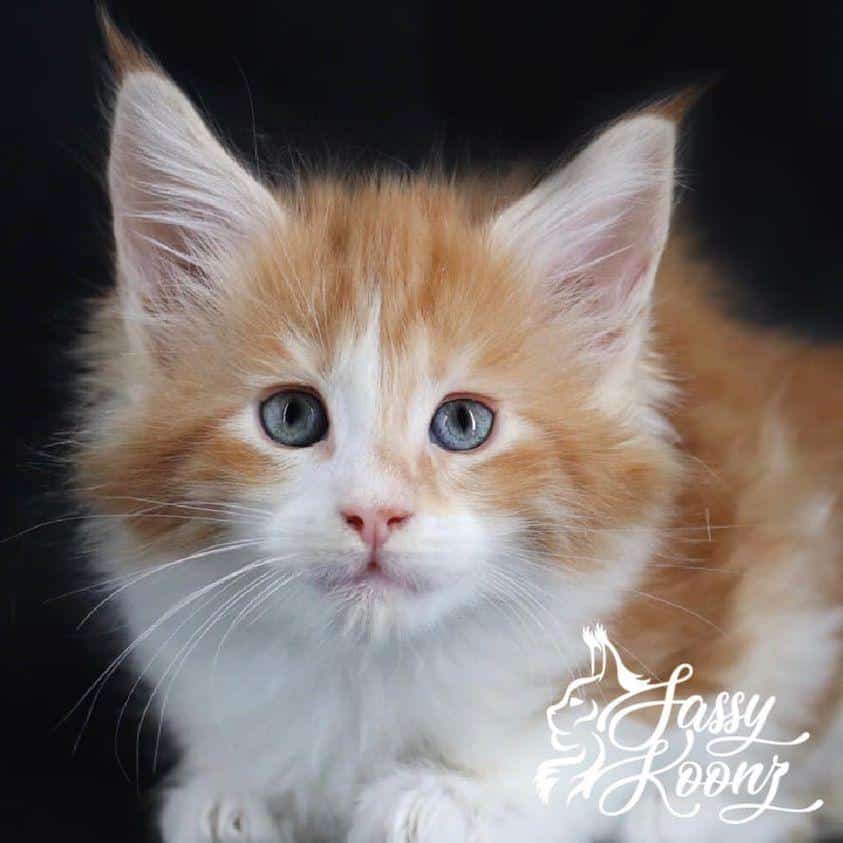 Starface: 6 Weeks Old ⋆ Sassy Koonz Maine Coon Cattery maine coon kittens