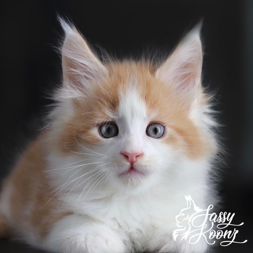 Soul Crusher: 6 Weeks Old ⋆ Sassy Koonz Maine Coon Cattery maine coon kittens