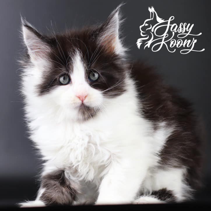 Black and White Maine Coon Cat with a black chin ⋆ Sassy Koonz Maine Coon Cattery maine coon kittens