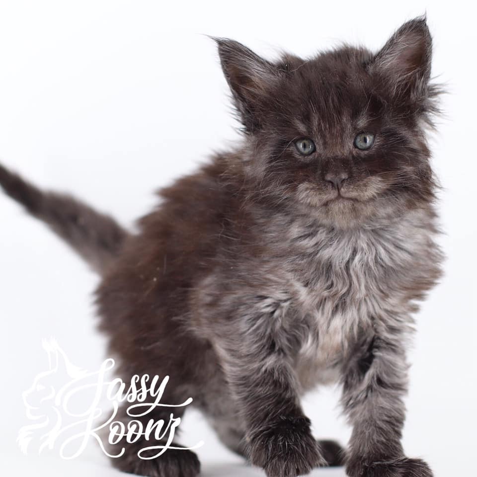 black-smoke-maine-coon ⋆ Sassy Koonz Maine Coon Cattery black smoke maine coon kittens
