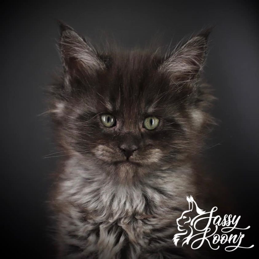 Black Sunshine: 6 Weeks Old Maine Coon Kitten ⋆ Sassy Koonz Maine Coon Cattery maine coon kittens for sale in florida