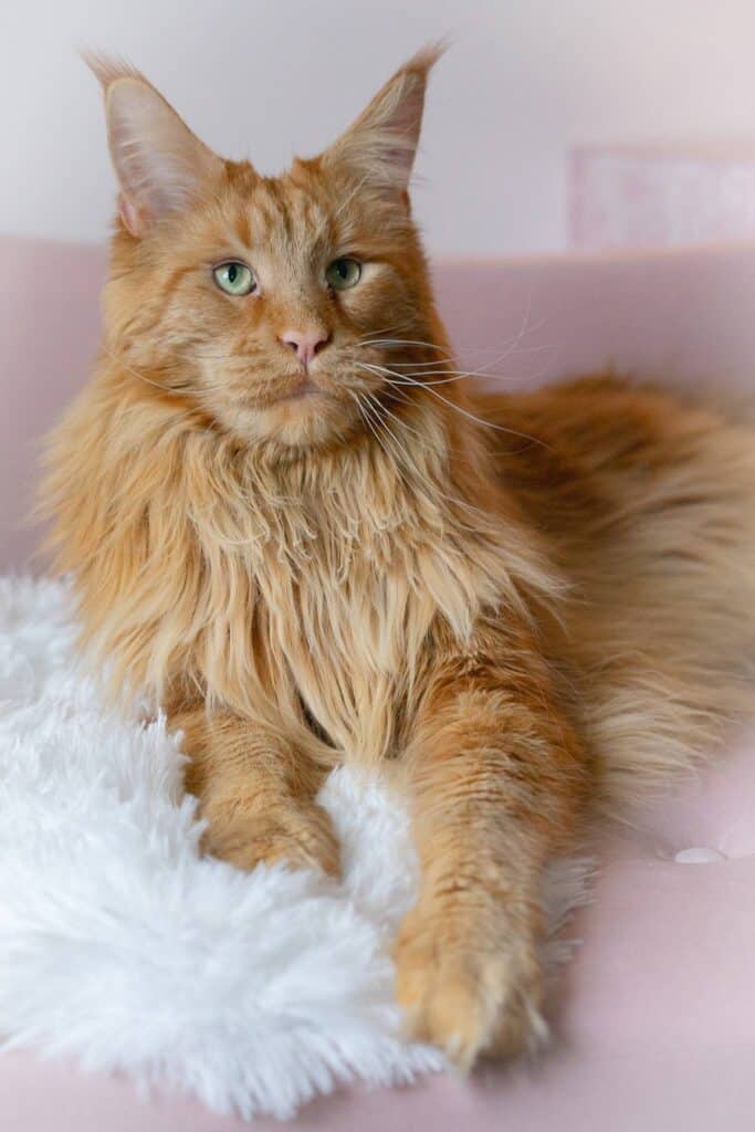 maine-coon-adult-orange-male-i-am-legned-4-years-old โ Sassy Koonz Maine Coon Cattery maine coon adult orange male i am legend