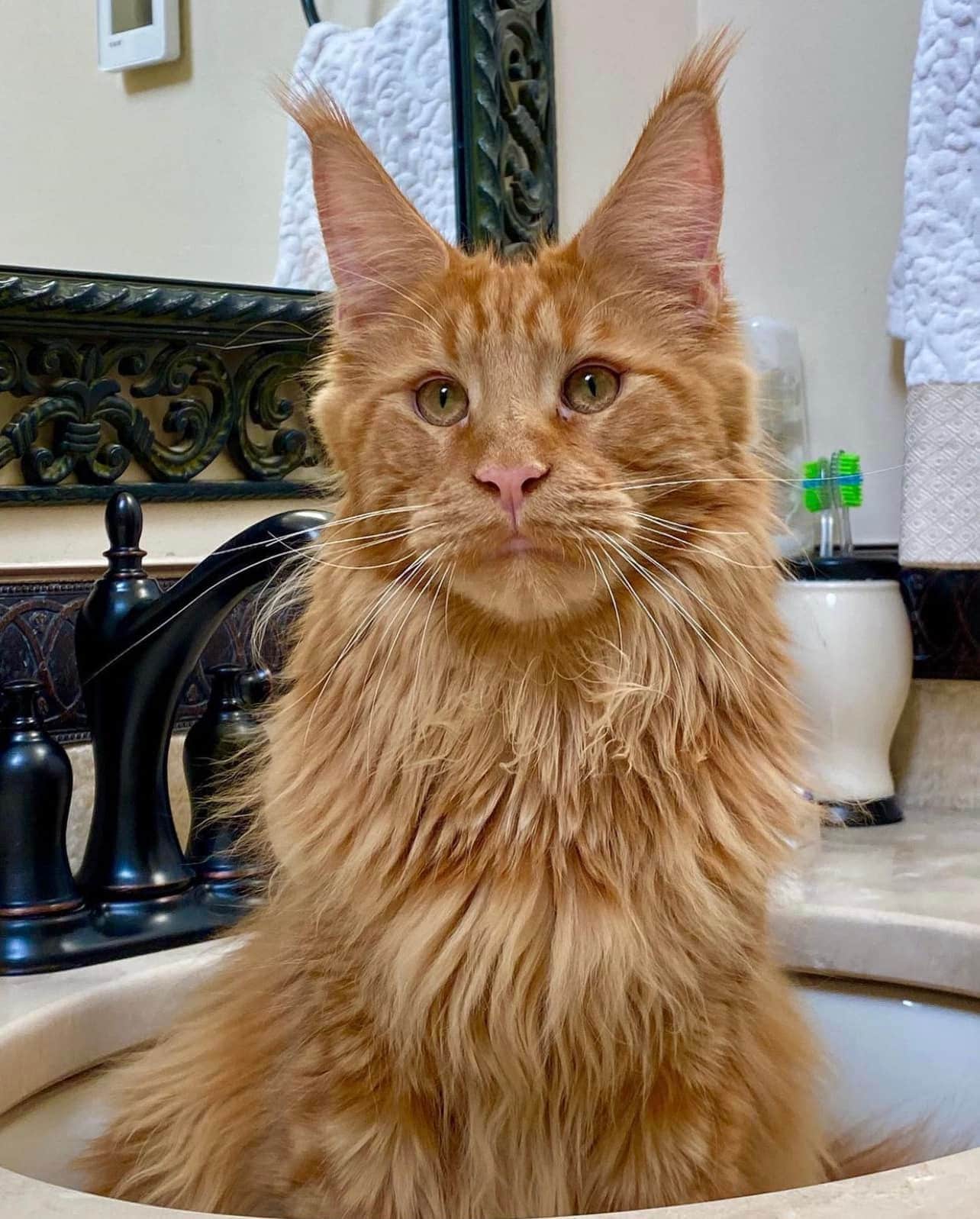 maine-coon-cat-2 ⋆ Sassy Koonz Maine Coon Cattery maine coon cat