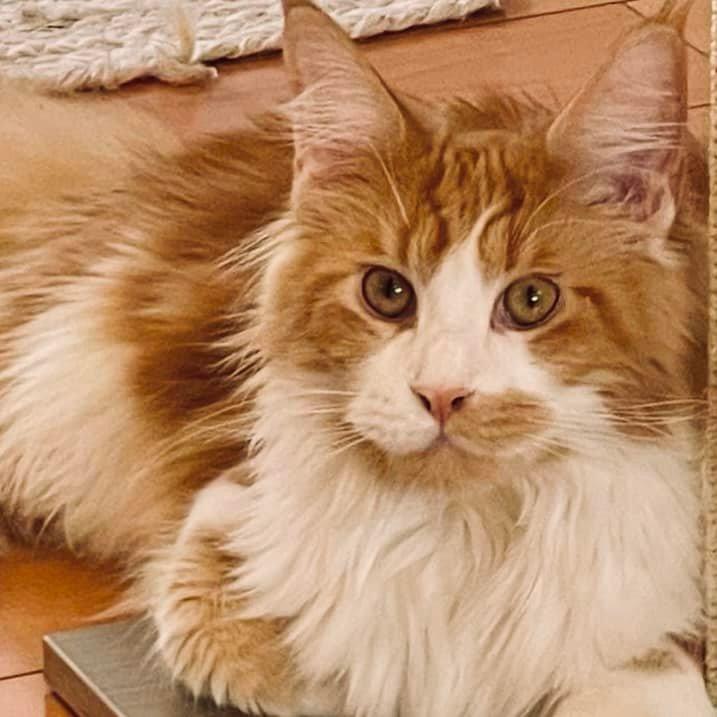 maine coon cat ⋆ Sassy Koonz Maine Coon Cattery maine coon cat