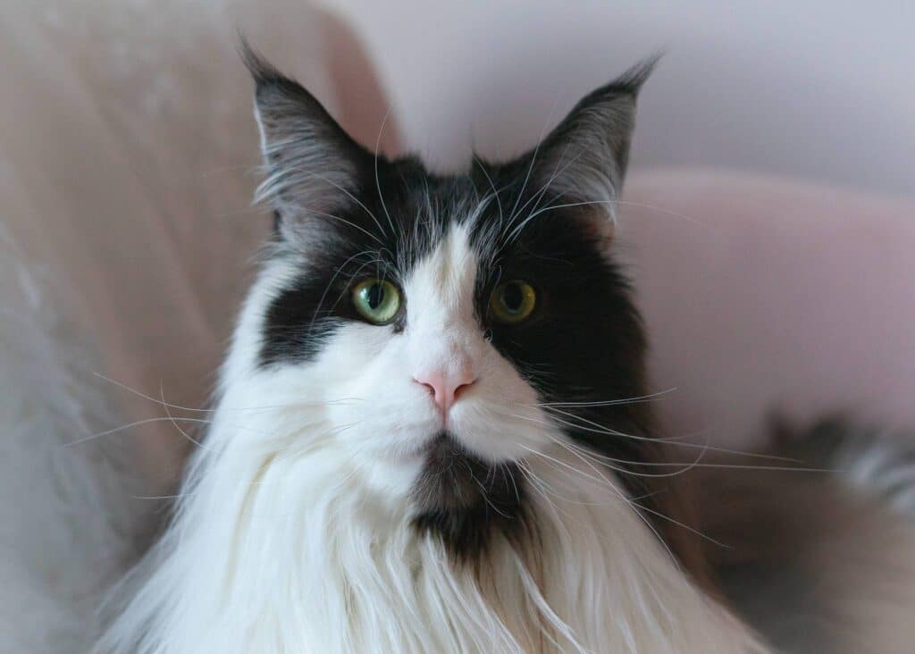 maine-coon-zombie-4-yers-old ⋆ Sassy Koonz Maine Coon Cattery