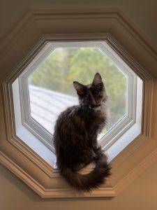 DejaVu ⋆ Sassy Koonz Maine Coon Cattery maine coon kittens for sale florida