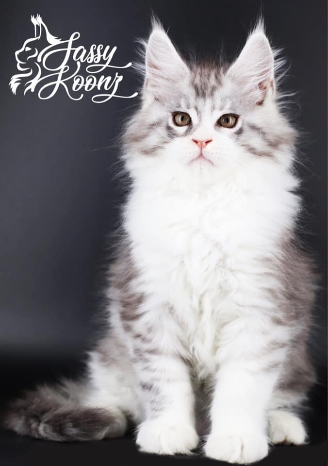 Gooey ⋆ Sassy Koonz Maine Coon Cattery maine coon kittens for sale florida
