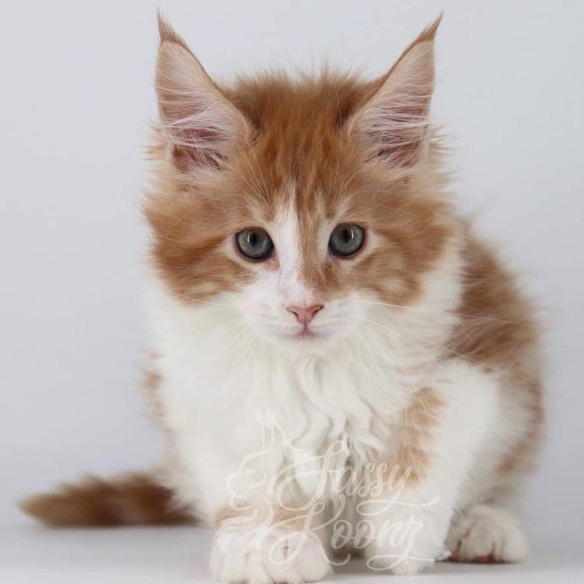 215055282_2170692256571526_5479229276444994646_n ⋆ Sassy Koonz Maine Coon Cattery maine coon kittens
