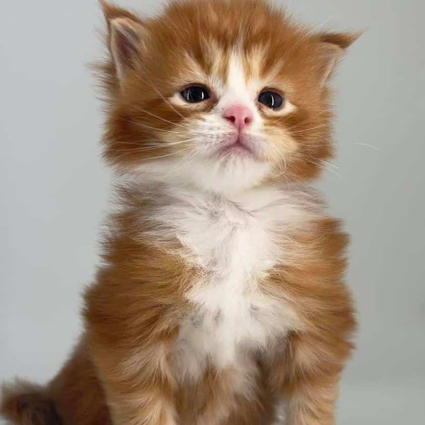 Twiggy ⋆ Sassy Koonz Maine Coon Cattery maine coon kittens