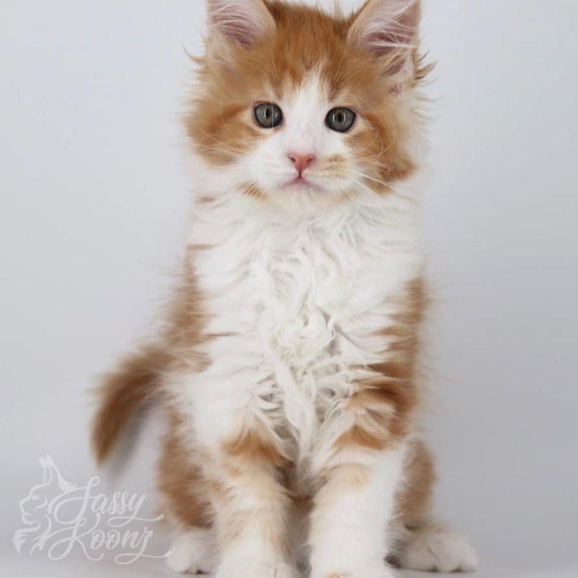 Sassy Koonz VooDoo ⋆ Sassy Koonz Maine Coon Cattery maine coon kittens for sale in florida