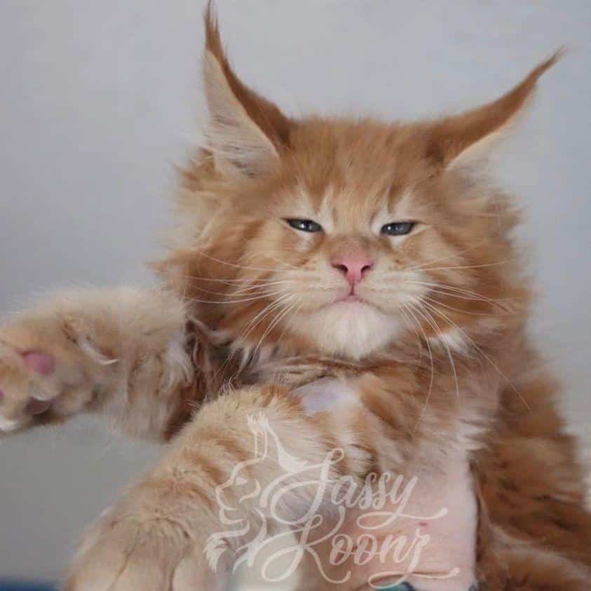 I Am Legend ⋆ Sassy Koonz Maine Coon Cattery orange maine coon