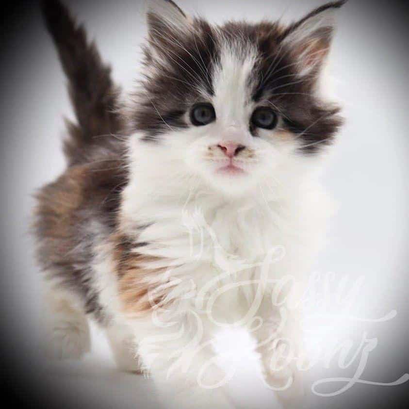 Jeordie: 6 Weeks Old ⋆ Sassy Koonz Maine Coon Cattery maine coon kittens florida