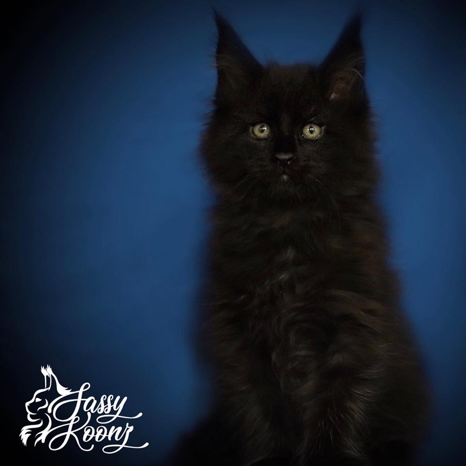 black-maine-coon ⋆ Sassy Koonz Maine Coon Cattery black maine coon