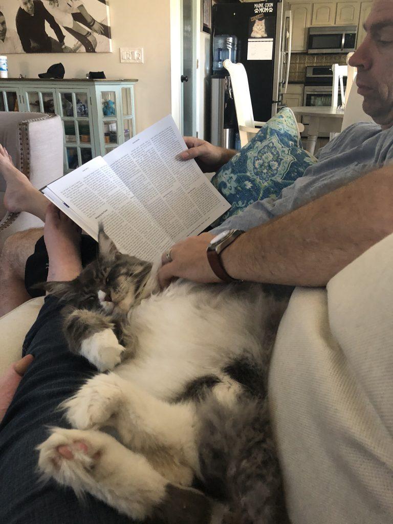 img_3122 โ Sassy Koonz Maine Coon Cattery overweight maine coon cat on his back getting belly rubs