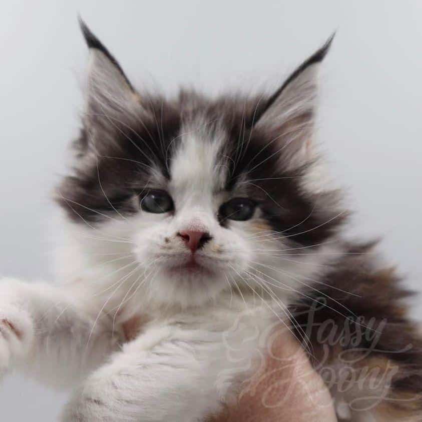 jeordie ⋆ Sassy Koonz Maine Coon Cattery maine coon kittens
