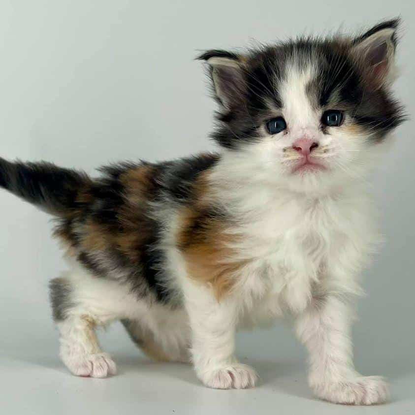 jeordie ⋆ Sassy Koonz Maine Coon Cattery maine coon kittens
