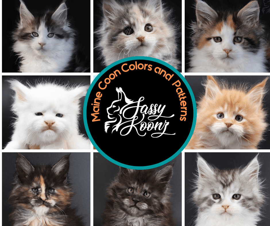 Maine Coon Colors and Patterns | Maine Coon Kittens for Sale