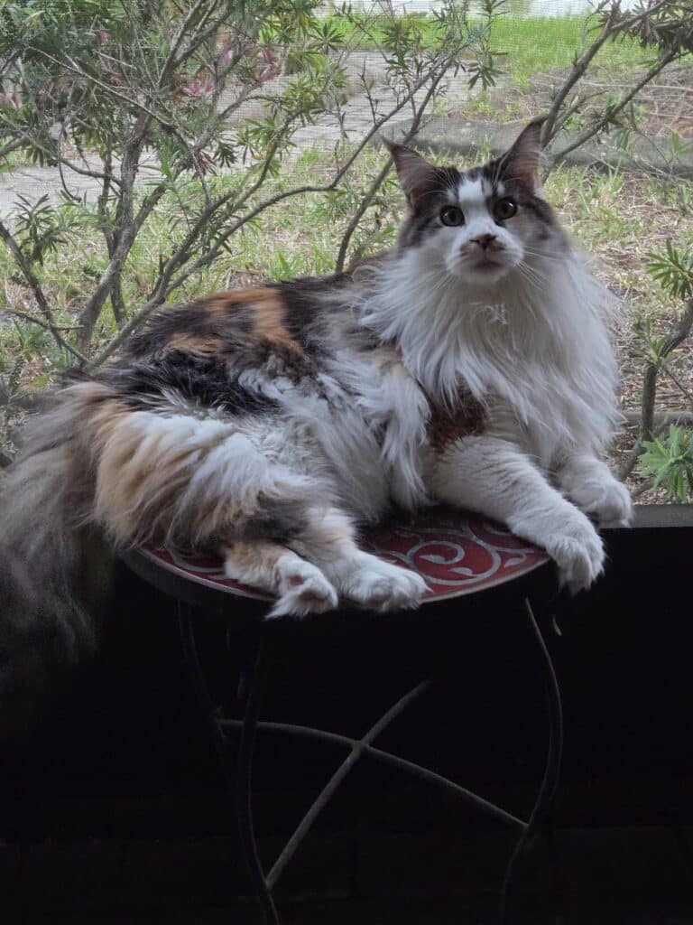 maine-coon-female-tri-color-adults ⋆ Sassy Koonz Maine Coon Cattery maine coon adults female tri color beautiful with bottle brush tree in the background