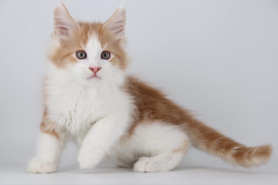 maine coon kittens ⋆ Sassy Koonz Maine Coon Cattery maine coon cat