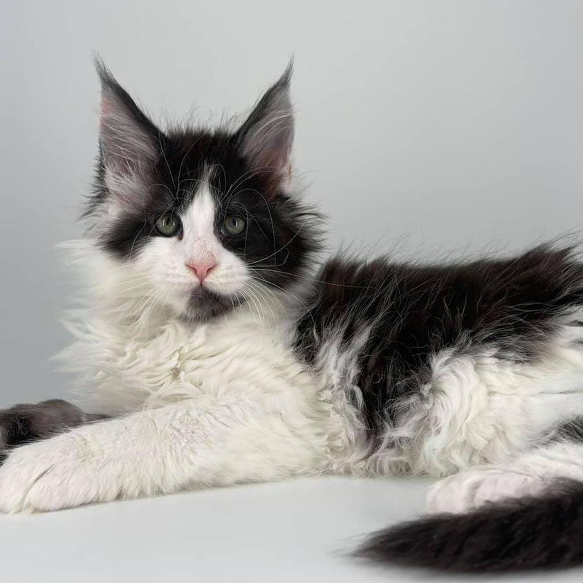 maine coon kittens ⋆ Sassy Koonz Maine Coon Cattery maine coon kittens