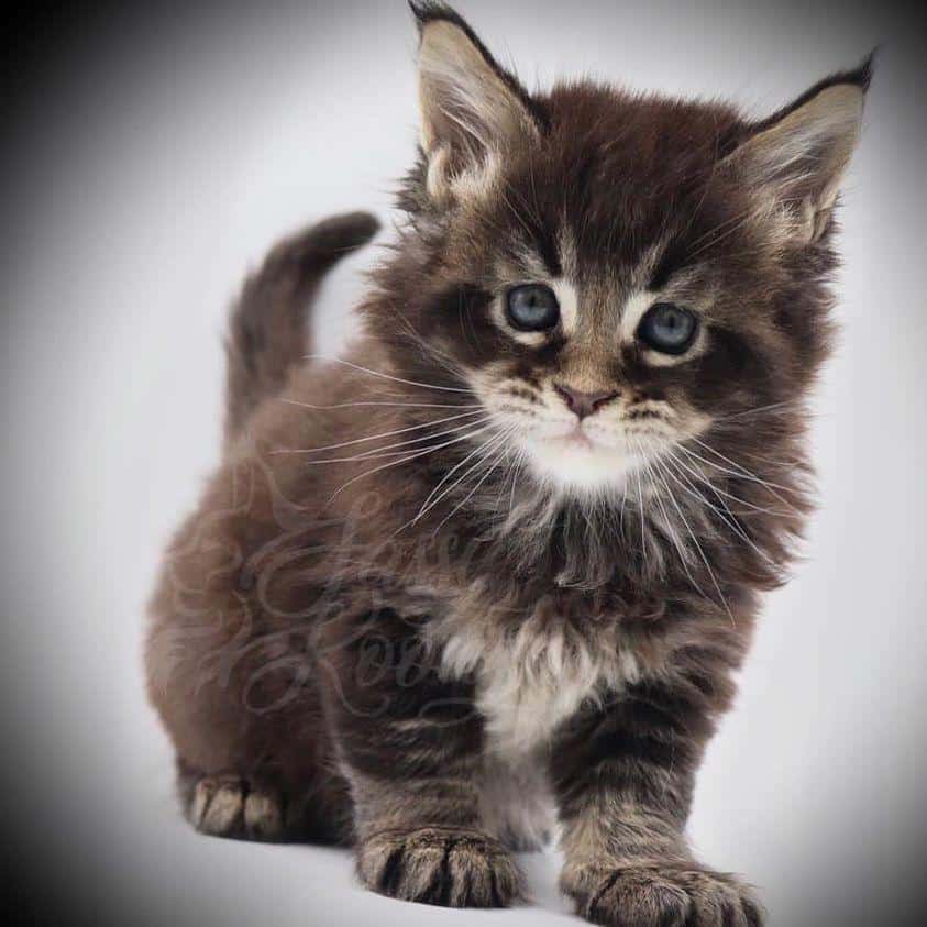 maine coon kittens florida ⋆ Sassy Koonz Maine Coon Cattery maine coon kittens florida