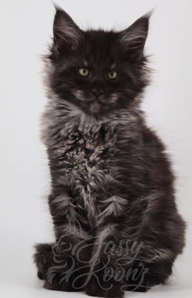 maine coon kittens ⋆ Sassy Koonz Maine Coon Cattery maine coon kittens
