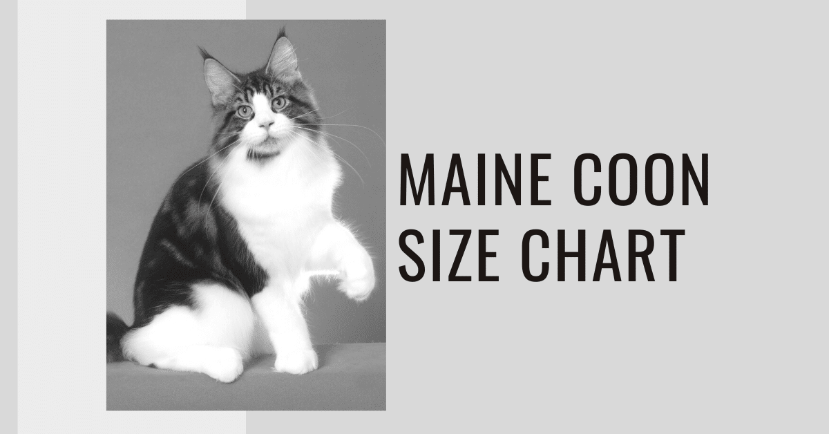 maine coon cat size comparison