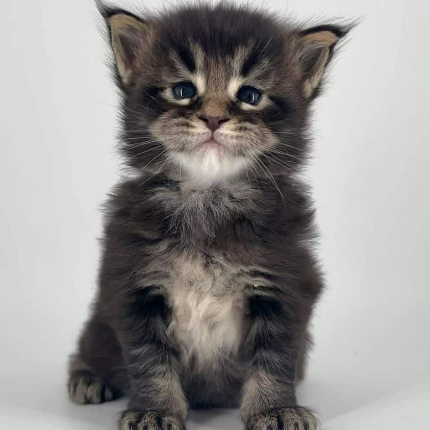 reznor ⋆ Sassy Koonz Maine Coon Cattery maine coon kittens