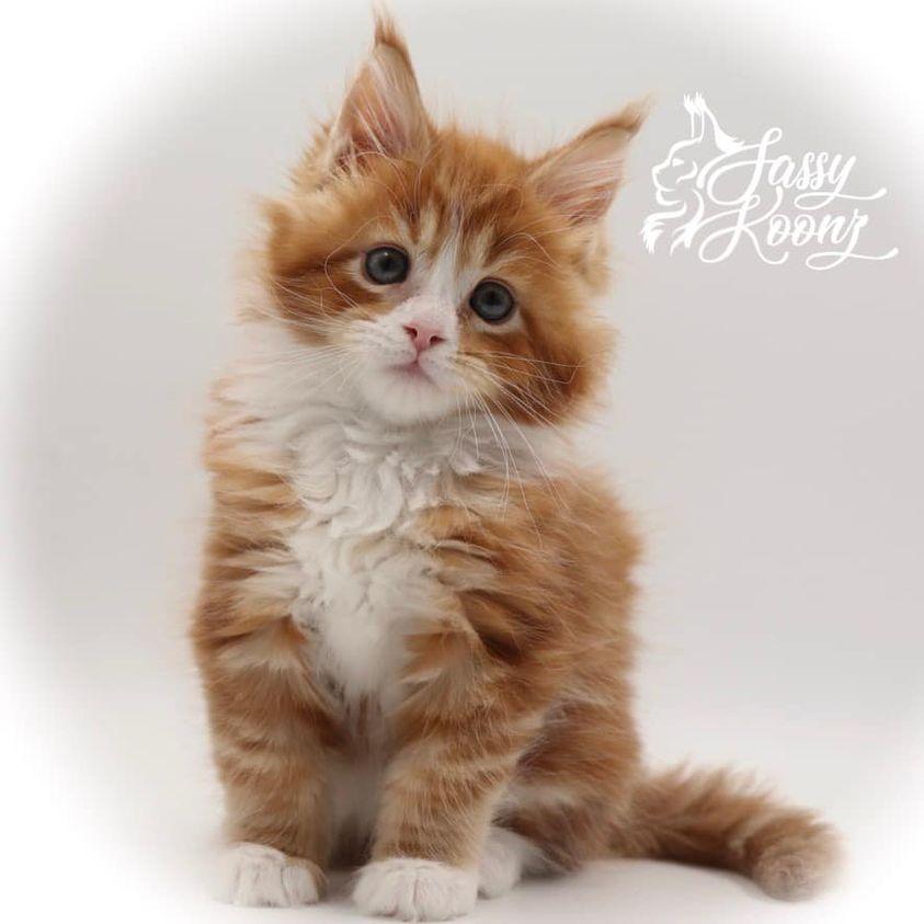 Twiggy ⋆ Sassy Koonz Maine Coon Cattery maine coon kittens