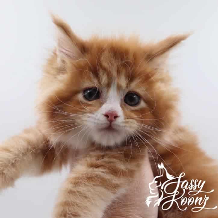 Twiggy ⋆ Sassy Koonz Maine Coon Cattery maine coon kittens