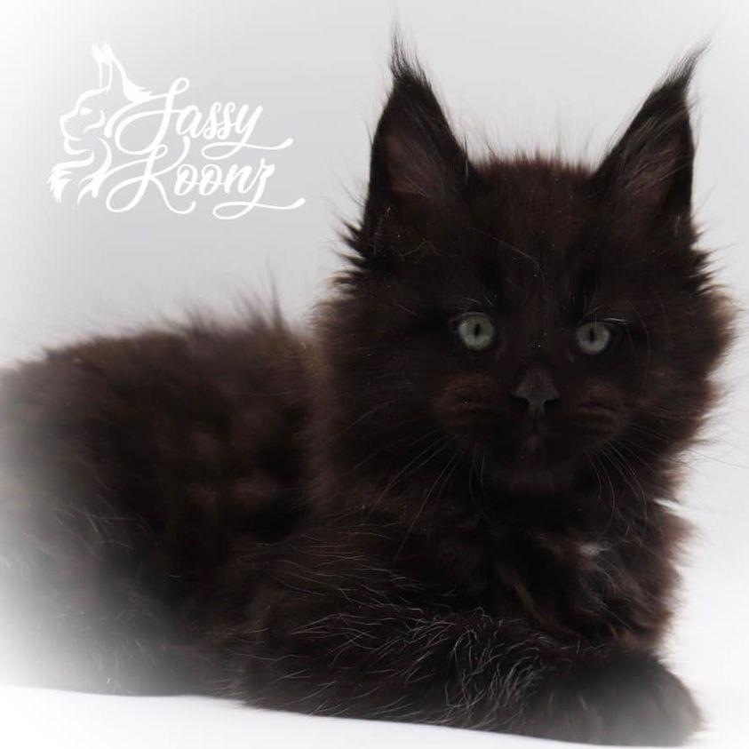Sassy Koonz Atticus ⋆ Sassy Koonz Maine Coon Cattery Black Maine coon kitten with white vignette