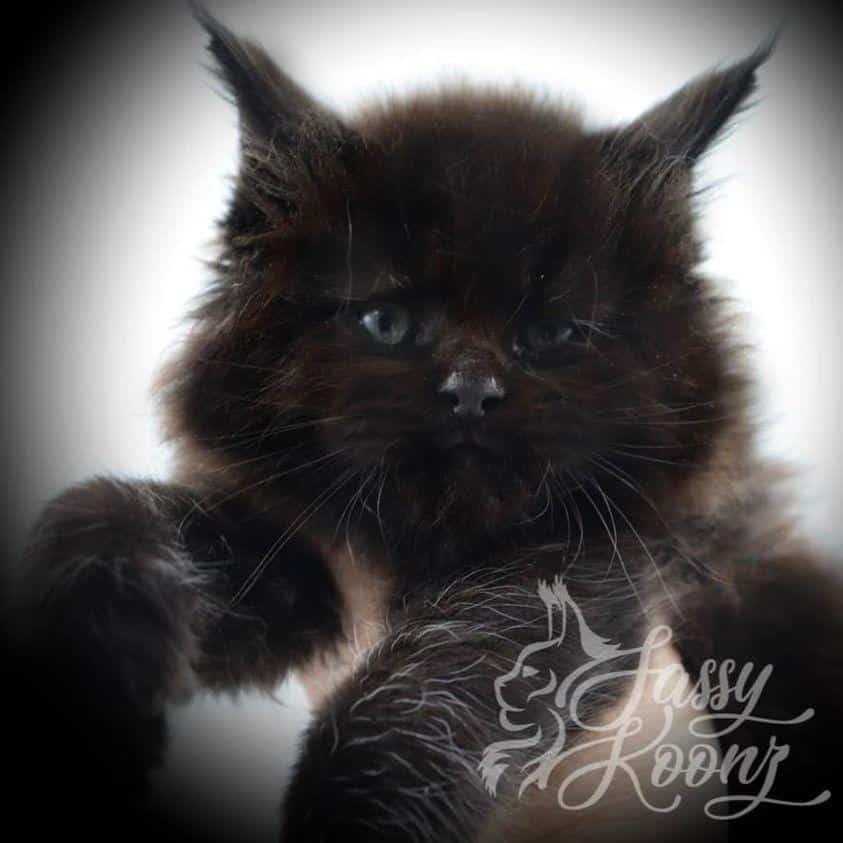 Sassy Koonz Atticus ⋆ Sassy Koonz Maine Coon Cattery maine coon kitten black with tiny white hairs on arms