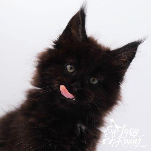 atticus9weeks ⋆ Sassy Koonz Maine Coon Cattery cute black Maine coon kitten licking his lips