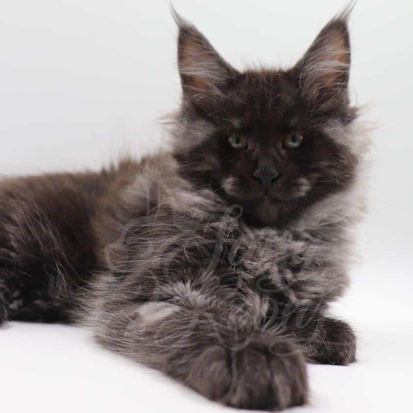 black-sunshine ⋆ Sassy Koonz Maine Coon Cattery maine coon kittens