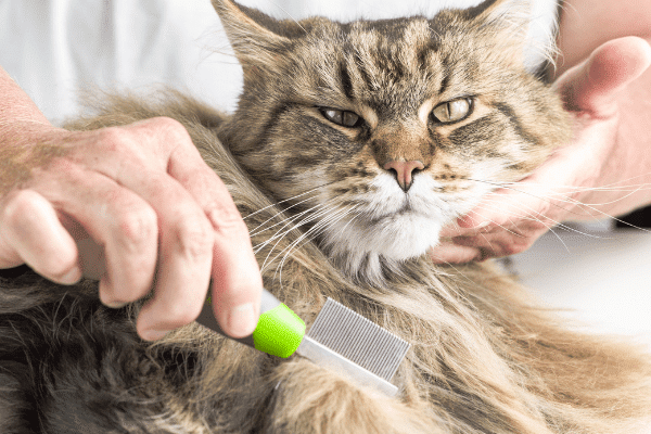 do maine coon cats shed a lot