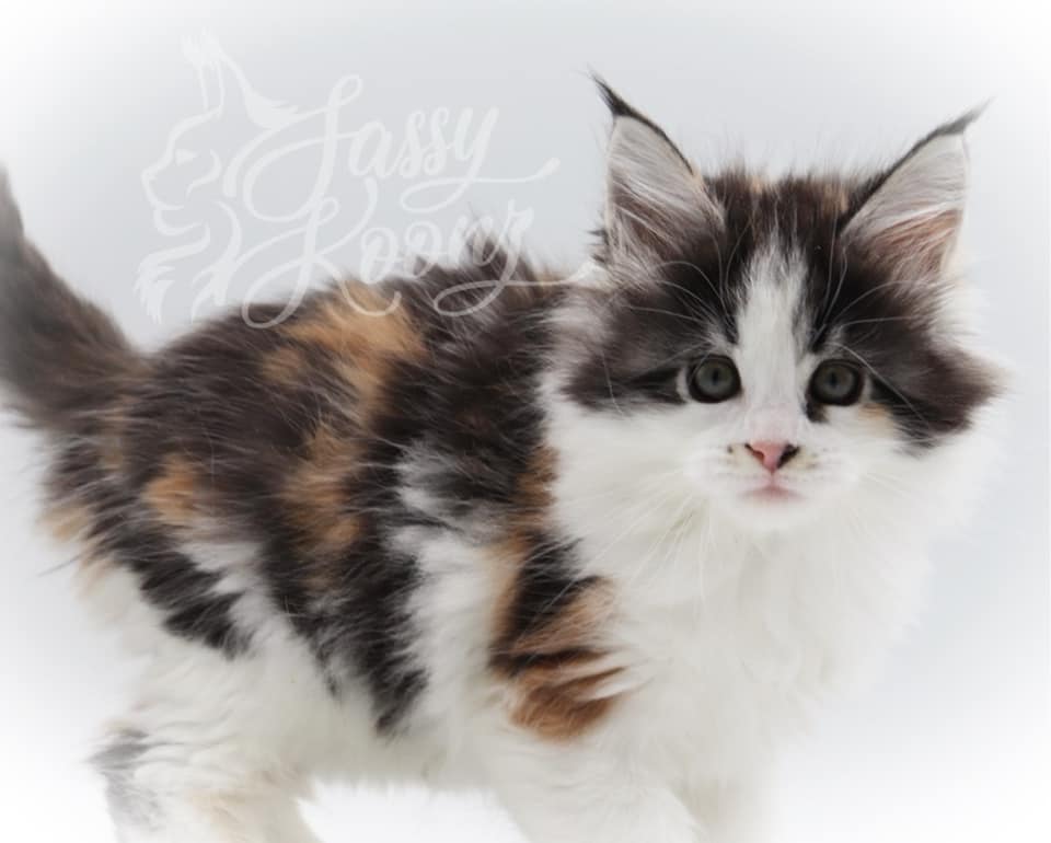 Jeordie ⋆ Sassy Koonz Maine Coon Cattery maine coon kittens for sale Florida