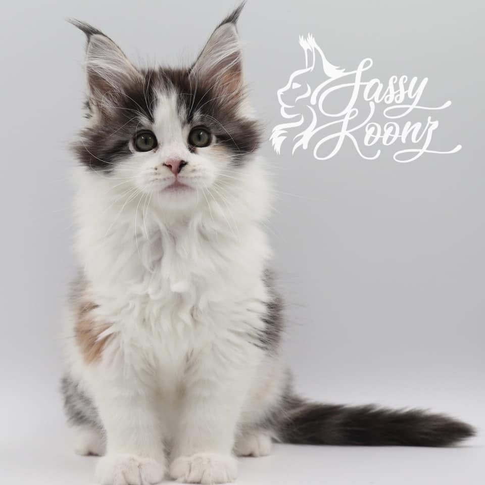 jeordie9-weeks ⋆ Sassy Koonz Maine Coon Cattery maine coon kittens